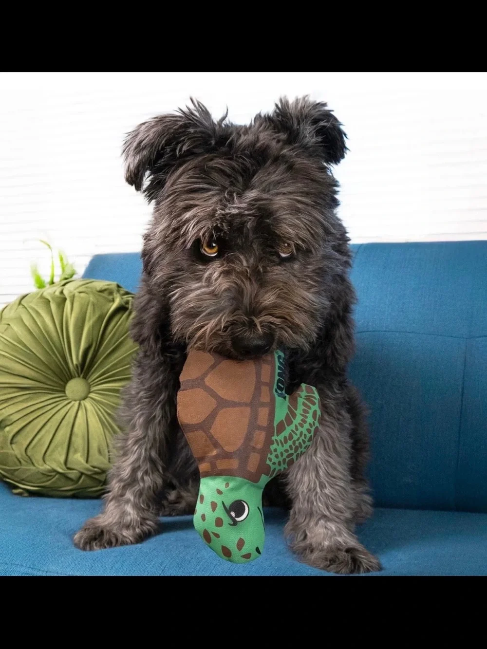 KONG Maxx Turtle Plush Dog Toy - Green